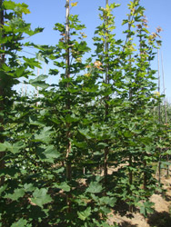 Acer platanoides - Noorse esdoorn
