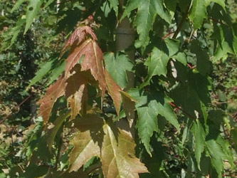 Acer rubrum - Rode esdoorn