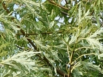 Acer saccharinum 'Laciniatum Wierri'