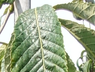 Aesculus pavia 