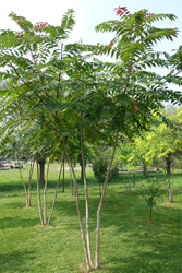 Ailanthus altissima ‘Sangiovese’