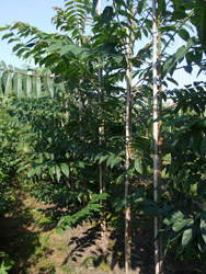 Ailanthus altissima - Hemelboom