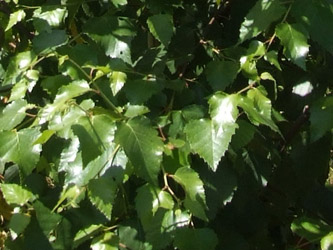 Betula pubescens - Zachte berk