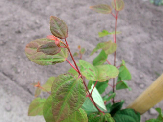 Cercidiphyllum japonicum - Katsuraboom, hartjesboom, koekenboom, judasboom