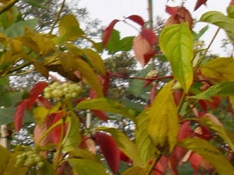 Cornus sanguinea - Rode kornoelje