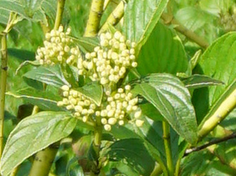 Cornus sericea Flaviramea