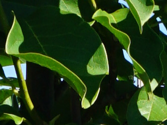 Magnolia Heaven Scent