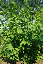 Magnolia Peppermint Stick 