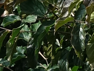 Parrotia persica ‘Bella’
