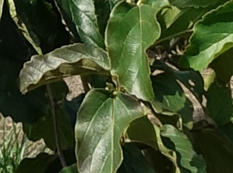 Parrotia persica ‘Fastigiata’