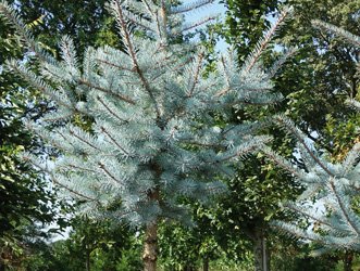 Picea pungens ‘Edith’ 