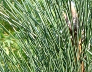 Pinus nigra ‘Green Tower’