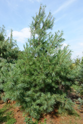 Pinus strobus 