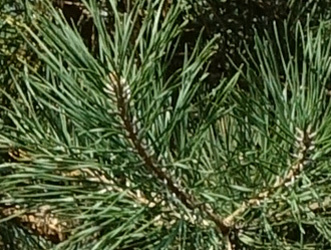 Pinus sylvestris 
