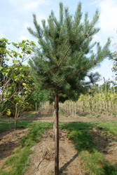 Pinus sylvestris 