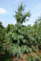 Pinus wallichiana 