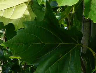 Platanus x acerifolia ‘Huissen’
