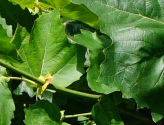 Platanus x acerifolia ‘Malburg’ 