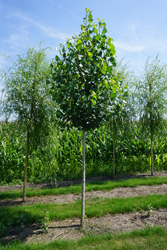 Populus nigra ‘Italica’ 