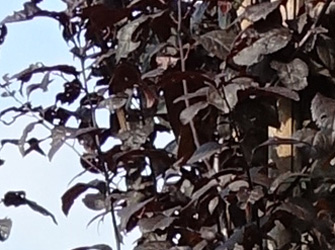 Prunus serasifera ‘Nigra’