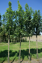 Prunus padus