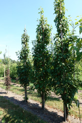 Prunus serrulata 'Amanogawa' 