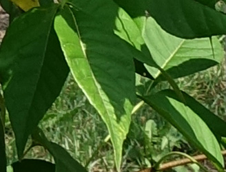 Ptelea trifoliata ‘Aurea’