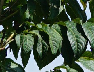 Pterocarya rhoifolia 