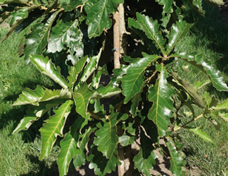 Quercus dentata 'Carl Ferris Miller' 
