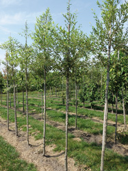 Quercus hispanica 'Waasland Select'