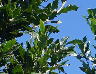Quercus hispanica 'Wageningen'