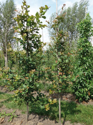 Quercus obtusata x rugosa