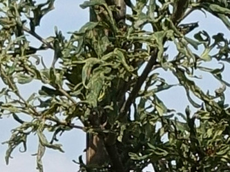Quercus robur 'Irtha'