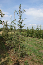 Quercus robur 'Irtha'