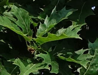 Quercus rubra 'Haaren'