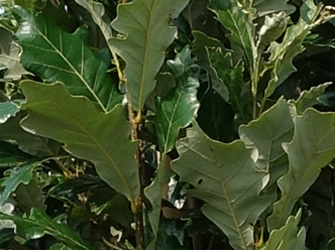 Quercus warei ‘Regal Prince’