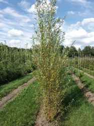 Salix alba 'Chermesina'