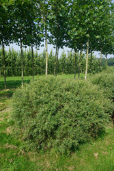 Salix purpurea 'Nana' 