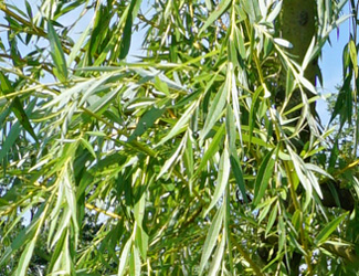 Salix sepulcralis 'Tristis' 