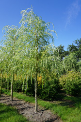 Salix sepulcralis 'Tristis' 