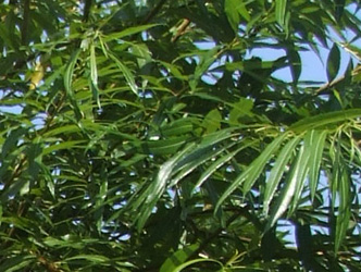 Salix udensis 'Sekka'