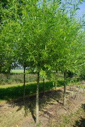 Salix alba 'Vitellina'