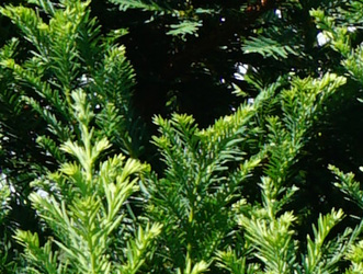 Sequoia sempervirens 'Korbel'