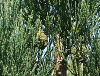 Sequoiadendron giganteum 