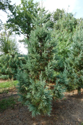 Sequoiadendron giganteum 'Glaucum'