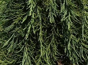 Sequoiadendron giganteum 'Pendulum' 