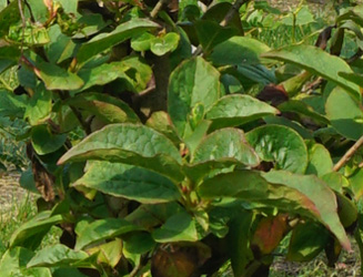 Stewartia pseudocamellia 'Koreana'